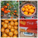 효돈동-6 이미지