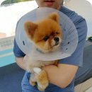 위즈펫동물병원 | 강아지 슬개골탈구 수술비용 저렴하면서 실력까지 굿