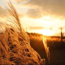 하늘공원 이미지