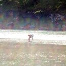 아카로아 이미지