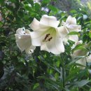 나리cafe’ 이미지