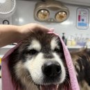 허벌라개 이미지