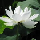 백련