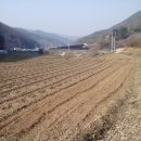 동막골농장