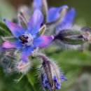 보라온누리약국 이미지