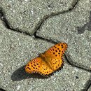 본죽모라점 이미지