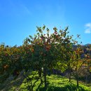 대봉농장 이미지