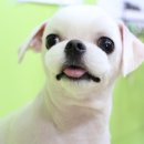 강실장펫살롱 네이버블로그