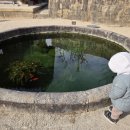 아몬드키즈호텔 양산통도사점 | 양산 1박 2일 여행 | 아몬드키즈호텔 + 통도사 홍매화 개화