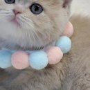 고양이분양 제나캣 화명점 이미지