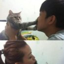 달달한 고양이 이미지