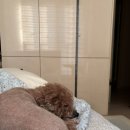 강아지보습제 퓨어밸런스 펫 인텐시브 크림 실사용후기