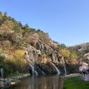 비내쉼터 화장실 | [연희숲속쉼터 실시간] 벚꽃과 튤립을 한 번에! 벚꽃 100% 만개 + 튤립 60% 개화, 여기는 마치 벚꽃숲