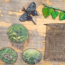 金두꺼비 이미지