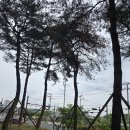 진주 정촌대경아파트 수목식재 현장점검 후기와 고사목 교체 최적시기 제안