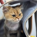 영블리 펫살롱 이미지