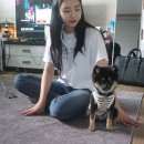 해피독 이미지