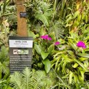 12/9 크리스마스 테라리움 | 마곡 서울식물원 크리스마스 윈터가든 전시 오픈! 서울 실내 아이랑 가볼만한곳