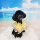 라라그루밍 이미지