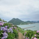 [고흥] 5분만에 전남 수국 명소 [고흥 쑥섬] 가는 법 개화현황 및 후기