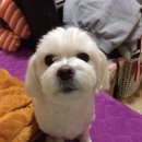 몽식