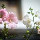 장관청 Daum카페