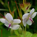 무주화원 이미지