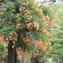 부천중앙공원 이미지