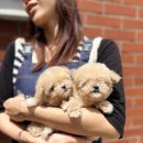 망미동물병원 | 망미동강아지분양 유독 업체 선택 시 건강 확인과 책임 양육 시작을 위한 현실적 조언