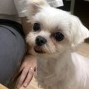 도화사거리 앞 네이버블로그