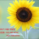 해바라기파출 이미지