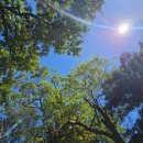 율림동산 | 서울근교바베큐장 율림동산 셀프바베큐장 가평 애견동반계곡 대성리 강아지동반