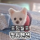 2271 | 포항펜션 애견동반숙소 포항월포정원펜션 강아지랑 뚜벅이여행 후기