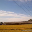 황금들녁 이미지