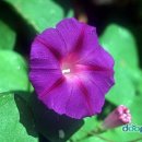 나팔꽃한의원 이미지