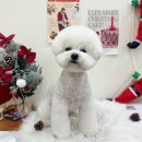 비마인 독 이미지