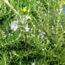 로즈메리 [rosemary] 이미지