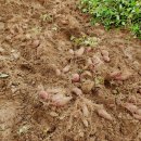 백헌농장 이미지