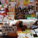 동문공설시장