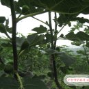 배꼽농원 이미지