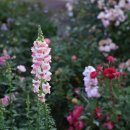 농업회사법인(주)화원 | 식쇼핑 링크