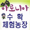 품질 좋은 아로니아 구매하기 생과 판매 및 수확체험 농장 아로니아 묘목 계약중 이미지