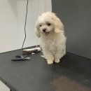 Re Pet 애견샵 이미지