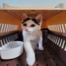 화천동물병원 이미지