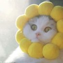 고양이 모자 이미지