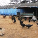 시골흑염소 이미지