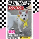 예리/12월5일-11일/서울. 인천. 경기권 단기임보 모집 이미지