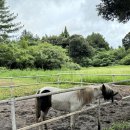 새대한목장 이미지