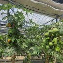 염소꿈농원 이미지