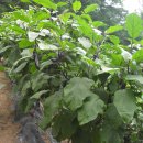 화월농장 이미지